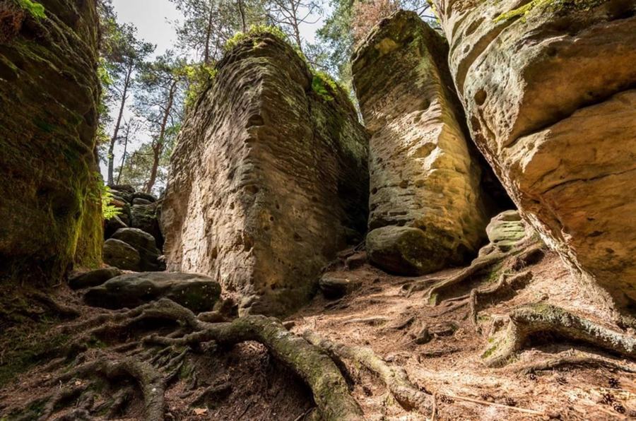 Pískovcové skalní bloky s kořeny stromů